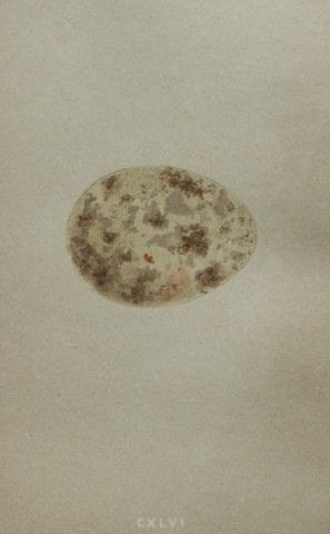 F.O.莫里斯牧师——1875年版《大鸨的蛋》古版画。

这幅古色石版彩印画出自F.O.莫里斯牧师所