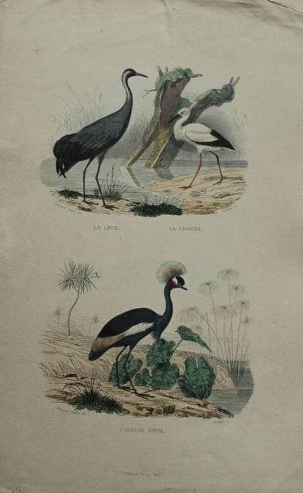 Edouard Travies - Engraving of Cranes and Stork 18