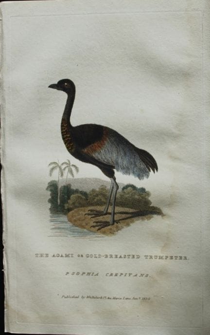 Baron Cuvier - Trompette à poitrine dorée, 1829.

