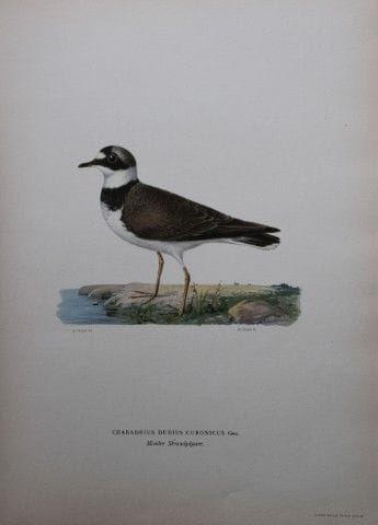 M. von Wright - Lithographie in-folio représentant