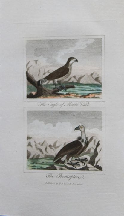 Buffon - Engraving of Eagle and Peronoptere 1808.
