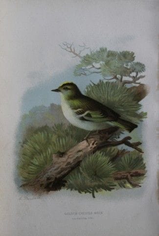 阿奇博尔德·索伯恩——金冠苇莺，1883年。

这幅石版彩印图版出自沃尔特·斯韦斯兰德所著的《常见的