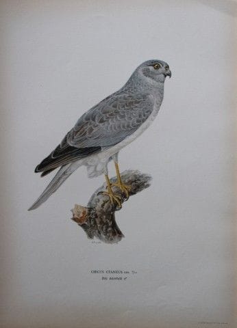 M. von Wright - Lithographie in-folio représentant