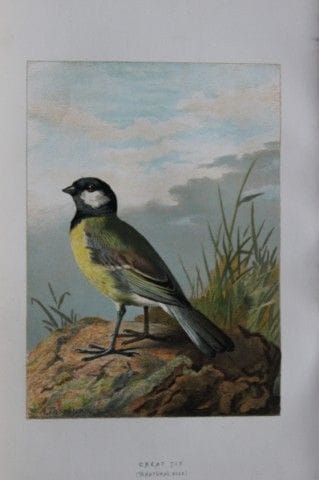 阿奇博尔德·索伯恩——大山雀，1883年。

这幅石版彩印图版出自沃尔特·斯韦斯兰德所著的《常见的野