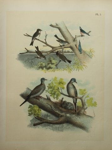 雅各布·斯图德——西啄木鸟、卡罗莱纳鸽等，西奥多·贾斯珀绘，1888年。

我们非常荣幸能推出这些色