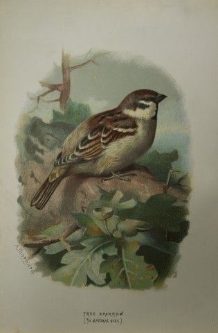 Archibald Thorburn - Moineau domestique, 1883.

Ce
