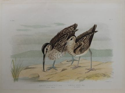 Broinowski - Chromolithographie représentant des c