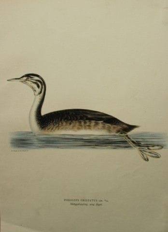 M. von Wright - Lithographie in-folio représentant