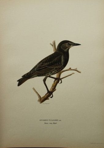 M. von Wright - Lithographie in-folio représentant