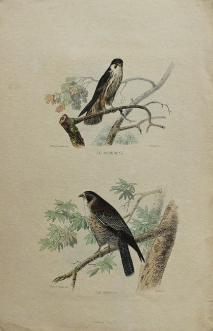 Edouard Travies - Falcons from Complete Works of B