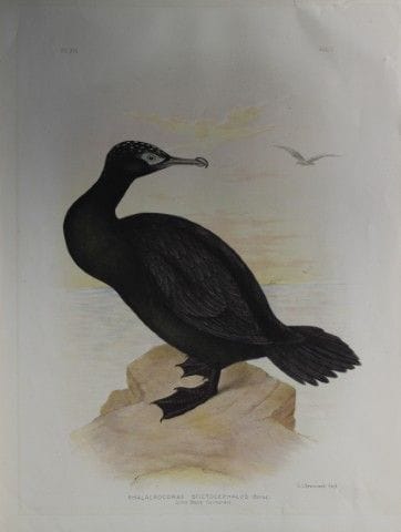 Broinowski - Chromolithographie du petit cormoran 