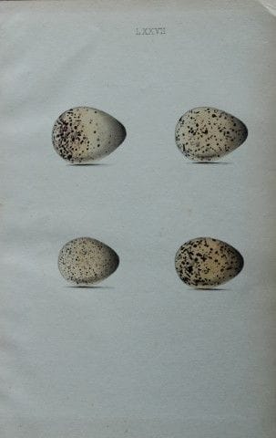 W. Hewitson – Gravure coloriée à la main représent