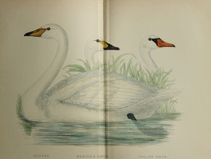 Beverley Morris - Lithographie représentant un cyg
