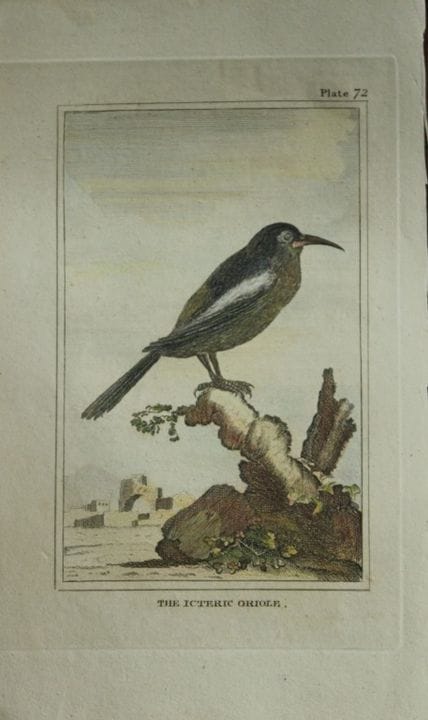 布丰——1812年手绘上色的黄翅黄鹂铜版画。

这幅手绘上色的铜版画出自乔治-路易·勒克莱尔·布丰伯