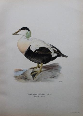 M. von Wright - Lithographie in-folio représentant