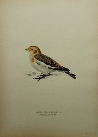 M. von Wright - Lithographie in-folio représentant