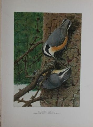 L. Agassiz Fuertes - Sittelle à poitrine rousse, 1