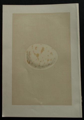 F.O.莫里斯牧师——《埃恩河的鸟蛋》古版画，1875年。

这幅古色石版彩印画出自F.O.莫里斯牧