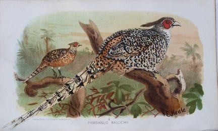 E. Neale - Illustration tirée de *Game Birds of In