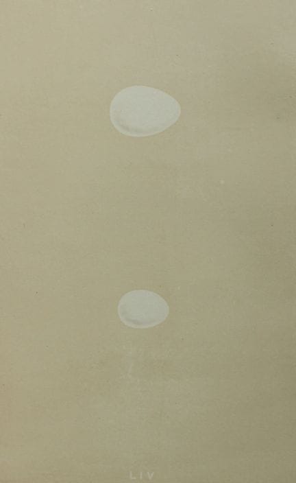 F.O. 莫里斯牧师——《大斑啄木鸟与小斑啄木鸟的卵》古版画，1875年。

这幅古董石版彩印画选自