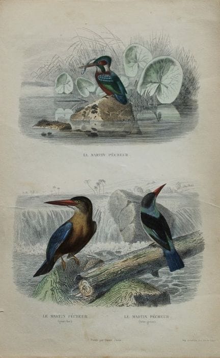 Edouard Travies - Engraving of Kingfishers 1839.

