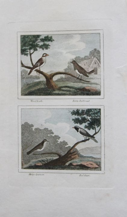Buffon - Engraving of Wood Lark and Hedge Sparrow 