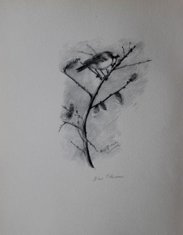 Philip Rickman - Print of pencil drawings of Blue 