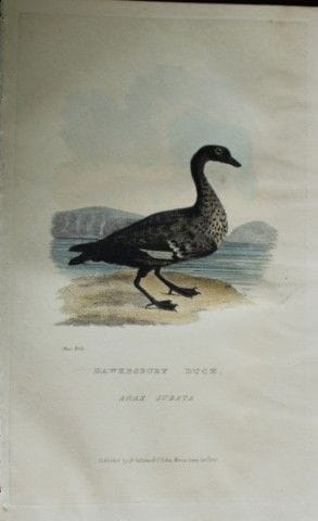 Baron Cuvier - Canard de Hawksbury, 1829.

Cette g