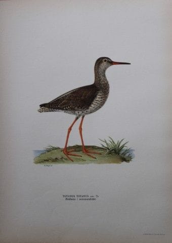 M. von Wright - Lithographie in-folio représentant
