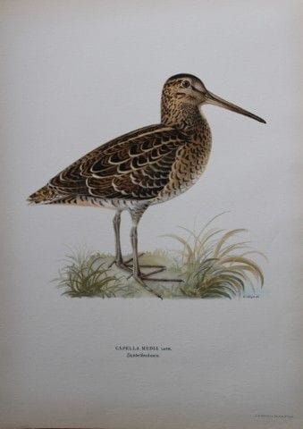 M. von Wright - Lithographie in-folio représentant