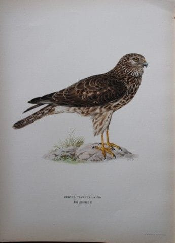 M. von Wright - Lithographie in-folio représentant