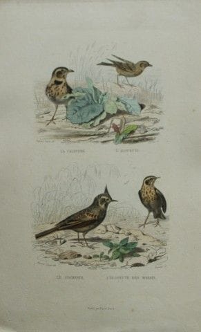 Edouard Travies - Engraving of Larks 1839.

This o