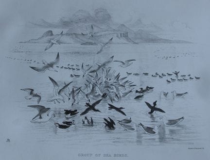 Mme Jemima Blackburn - Lithographie représentant u