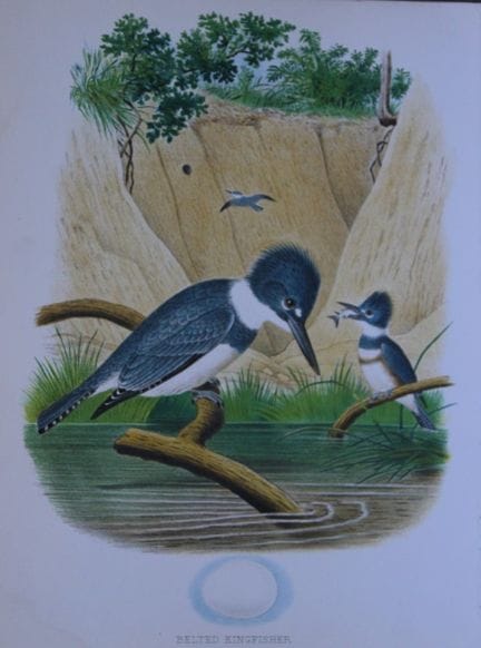 Thomas Gentry - Le martin-pêcheur à ceinture, par 