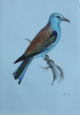 H.L. 梅耶——1857年《鸫鸟》彩色石版画。

这幅版画出自亨利·伦纳德·梅耶之手，选自威利斯与