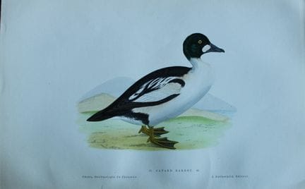 Jean Chenu - Lithographie représentant le canard g