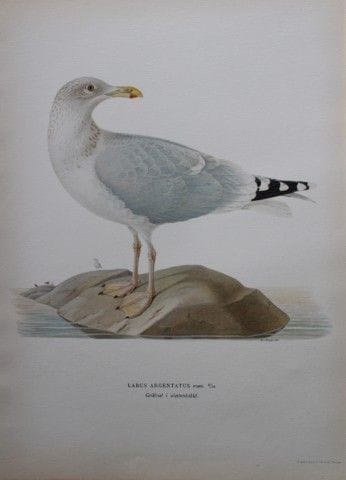 M. von Wright - Lithographie in-folio représentant