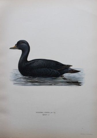 M. von Wright - Lithographie in-folio représentant