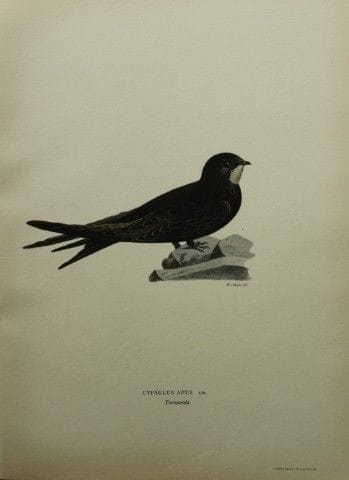 M·冯·赖特——1924年《Swift》对开石版画。

这幅手工上色的石版画出自马格努斯、威廉和费迪