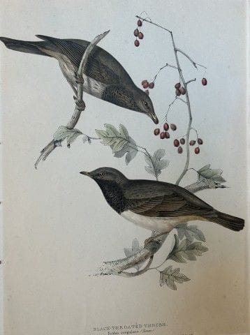 John Gould - Grive à gorge noire, tirée de *The Bi