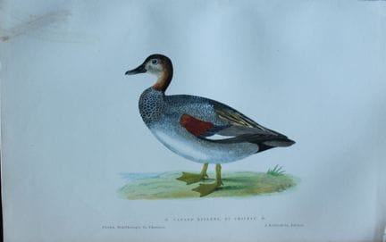 Jean Chenu - Lithographie représentant le canard r