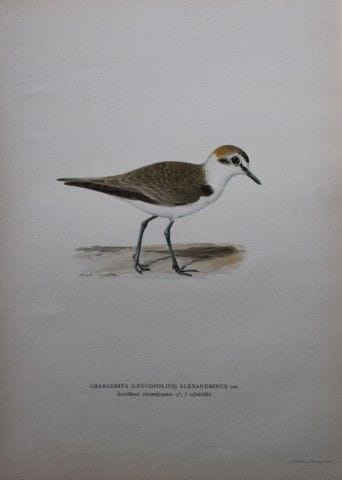 M. von Wright - Lithographie in-folio représentant