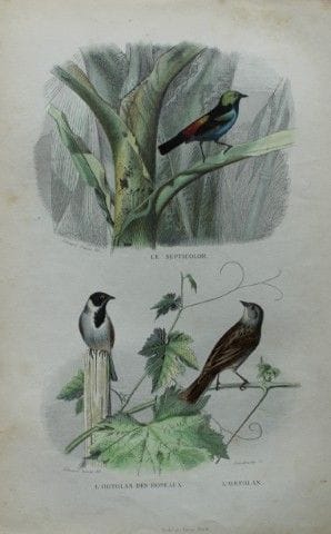 Edouard Travies - Engraving of Buntings 1839.

Thi