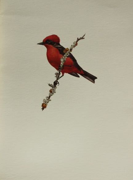 Amuchastegui - Lithographie représentant un tangar