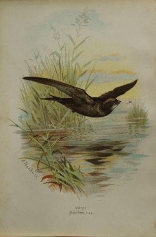 Archibald Thorburn - Martin-pêcheur, 1883.

Cette 