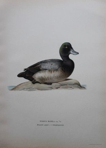 M. von Wright - Lithographie in-folio représentant