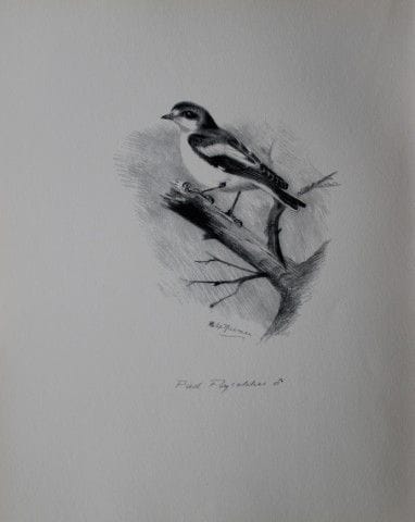 Philip Rickman - Print of pencil drawings of Pied 