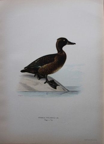 M. von Wright - Lithographie in-folio représentant