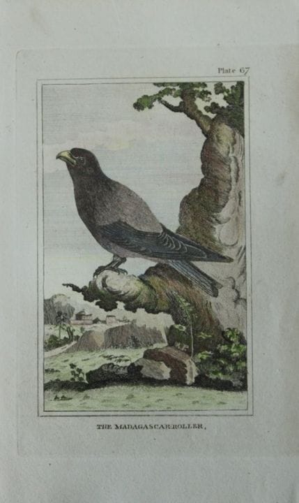 布丰——1812年马达加斯加卷尾鸟手绘上色版画。

这幅手绘上色版画出自乔治-路易·勒克莱尔·布丰伯