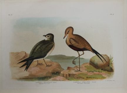 Broinowski - Chromolithographie représentant des p